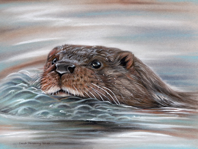 Otter Swim