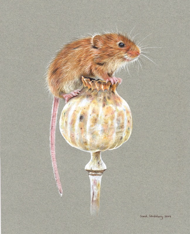 Harvest mouse small