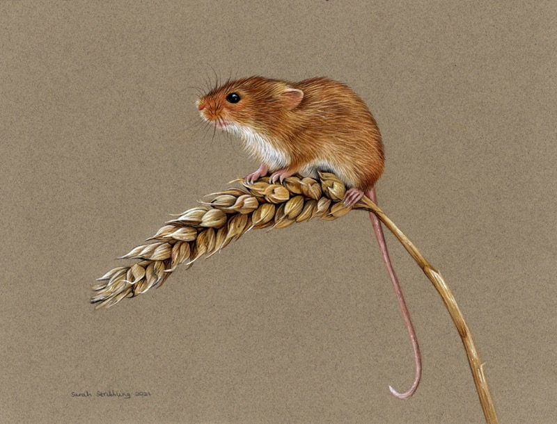 Harvest Mouse