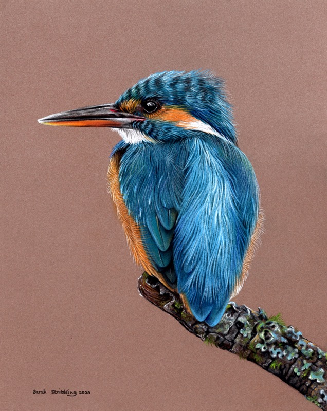 Kingfisher Pastel