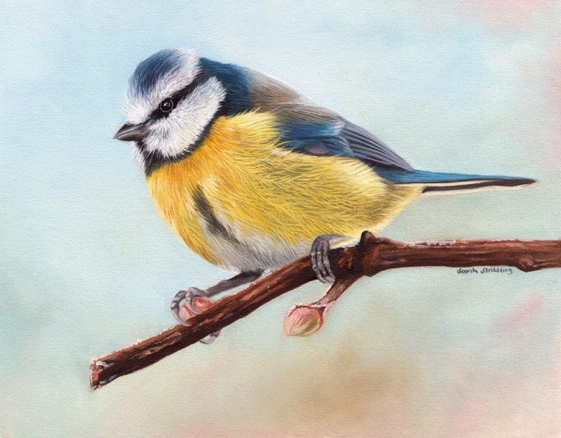 Blue Tit