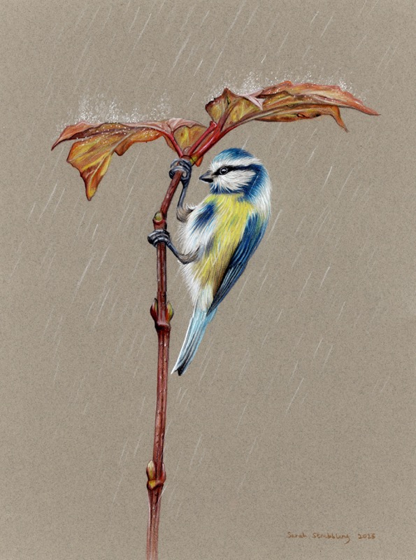 Blue Tit Rain