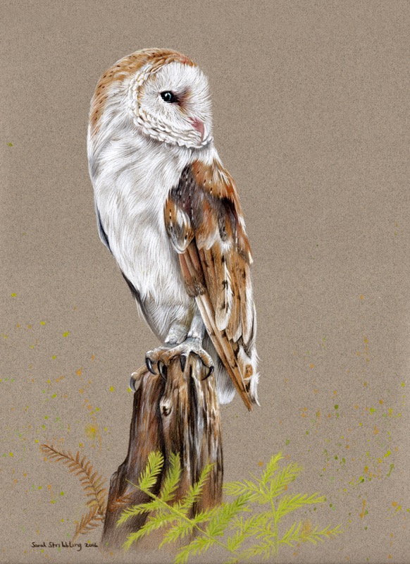 Barn Owl