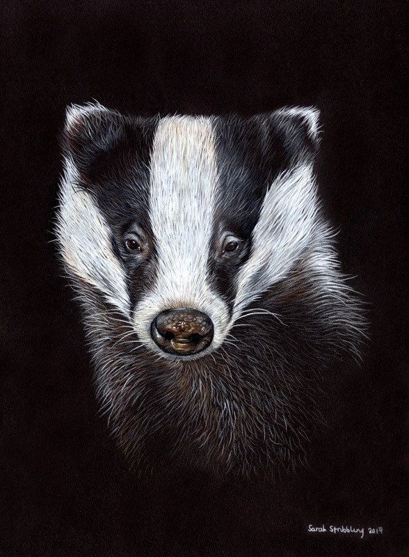 Badger drawing