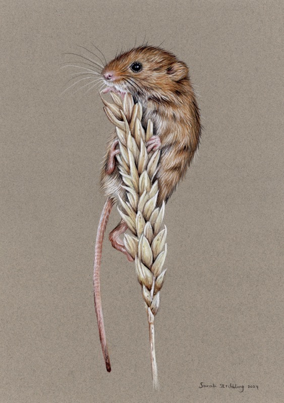 Harvest Mouse Wheat