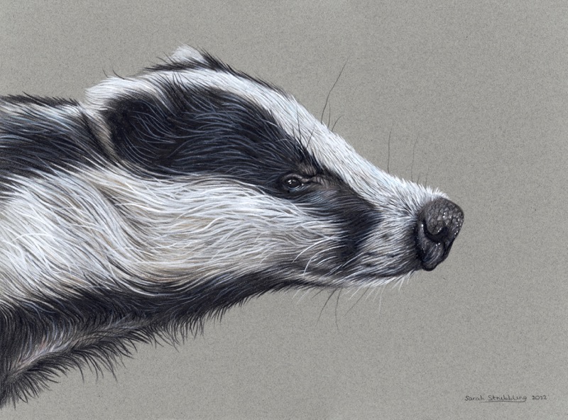 Badger Profile