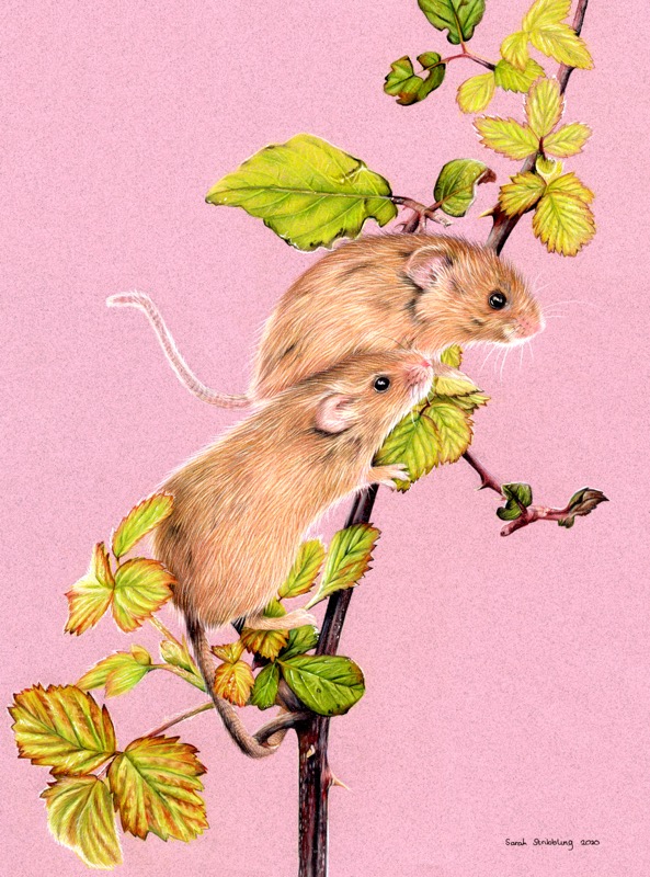 Harvest Mice Pink