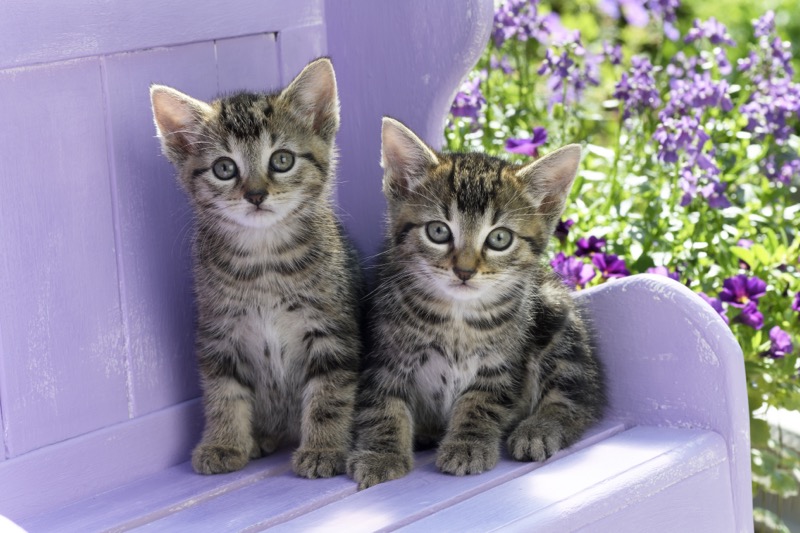 Purple Deck Kittens CK770