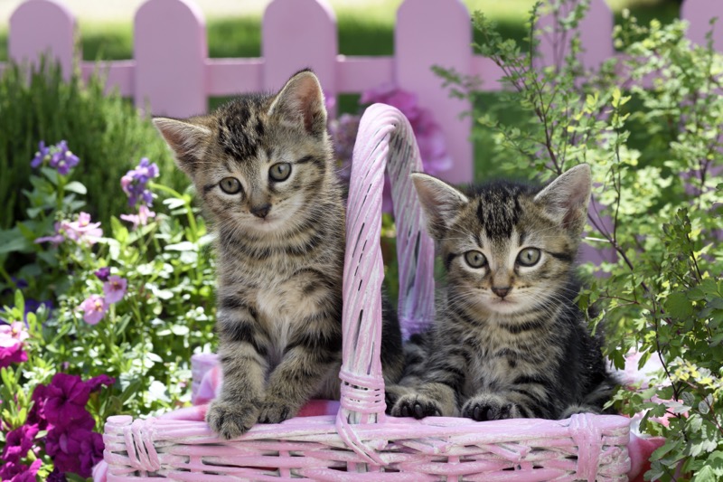 Pink Basket Kittens CK771