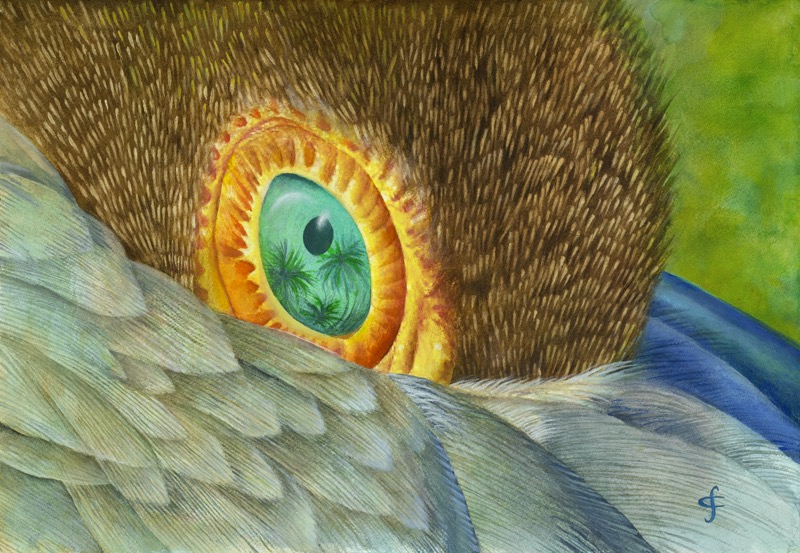 Reflections In An Aqua Eye