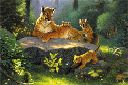 Puma & Cubs