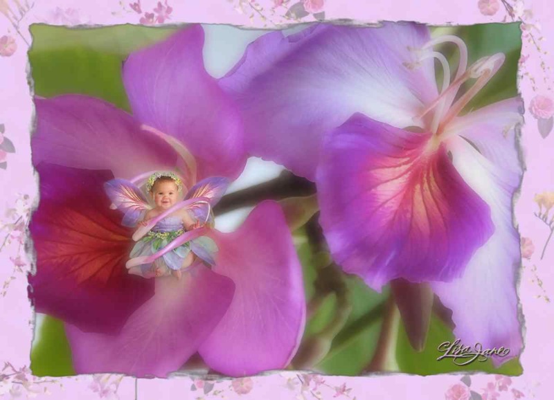 Orchid Fairy