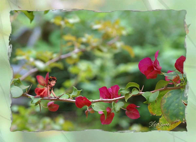 Red Branch Fairy